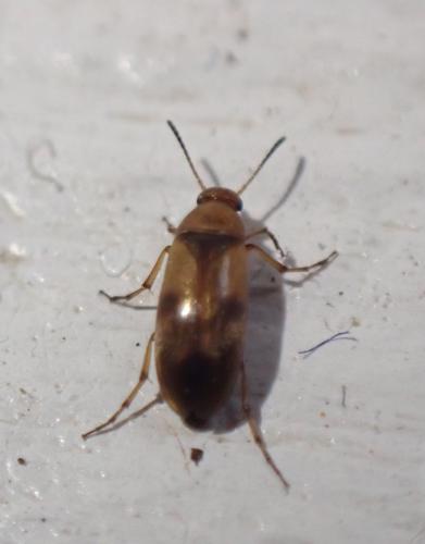 Réf. 294 812 : Anaspis maculata